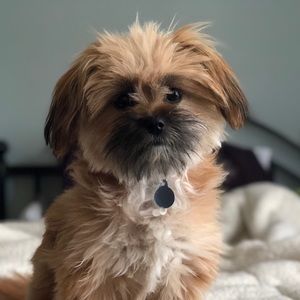 Meet your Posher, Dawn